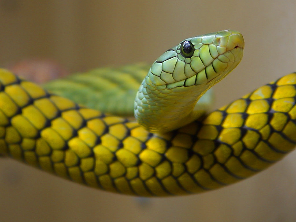 Snake Draft