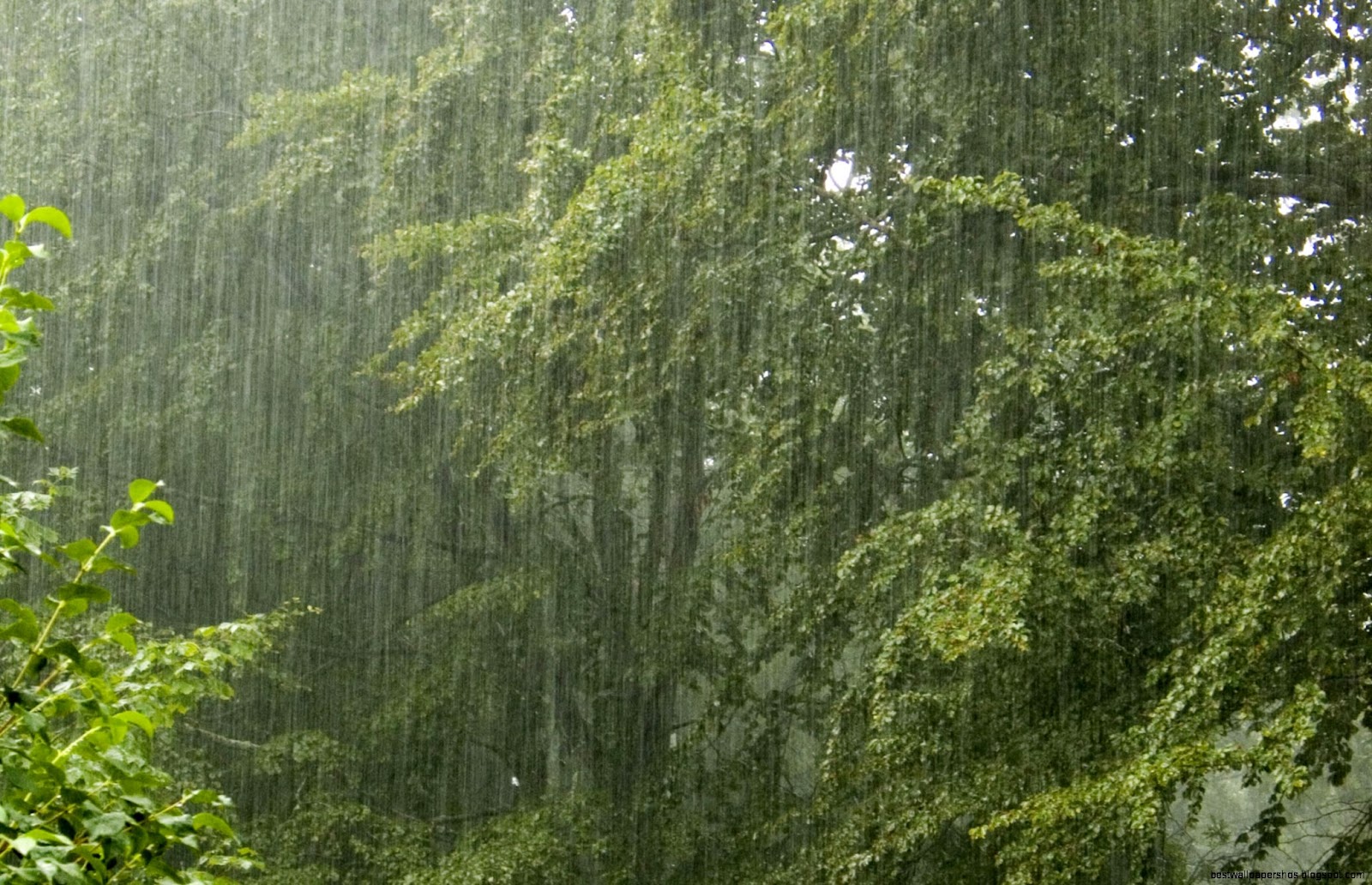 Rain On Trees Rain On Trees