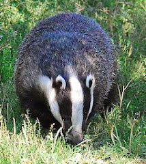 UK badger
