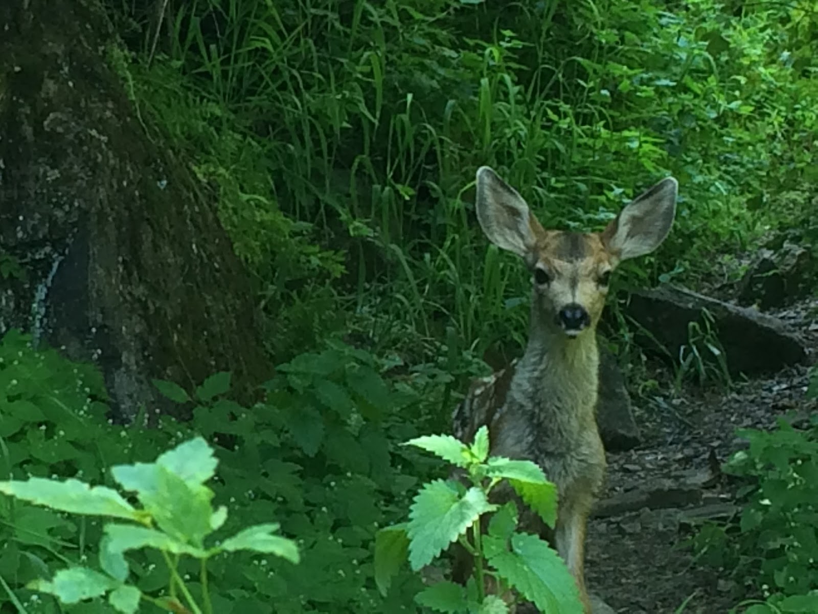 Hidden Oak Trail Above Spanish Fork Reservoir
