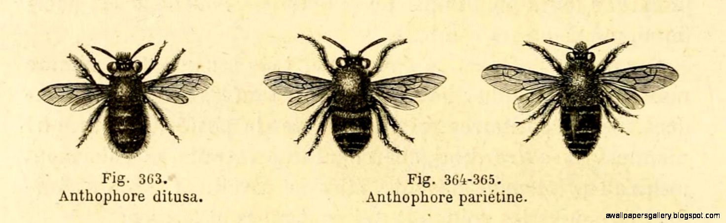 Images gt Bee Scientific Drawing Images gt Bee Scientific Drawing