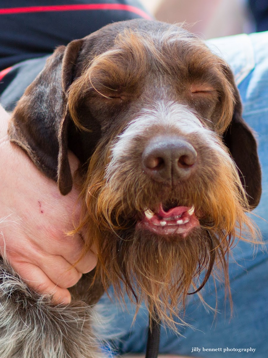 RIVIERA DOGS Monaco Dog Show the Griffon Korthals