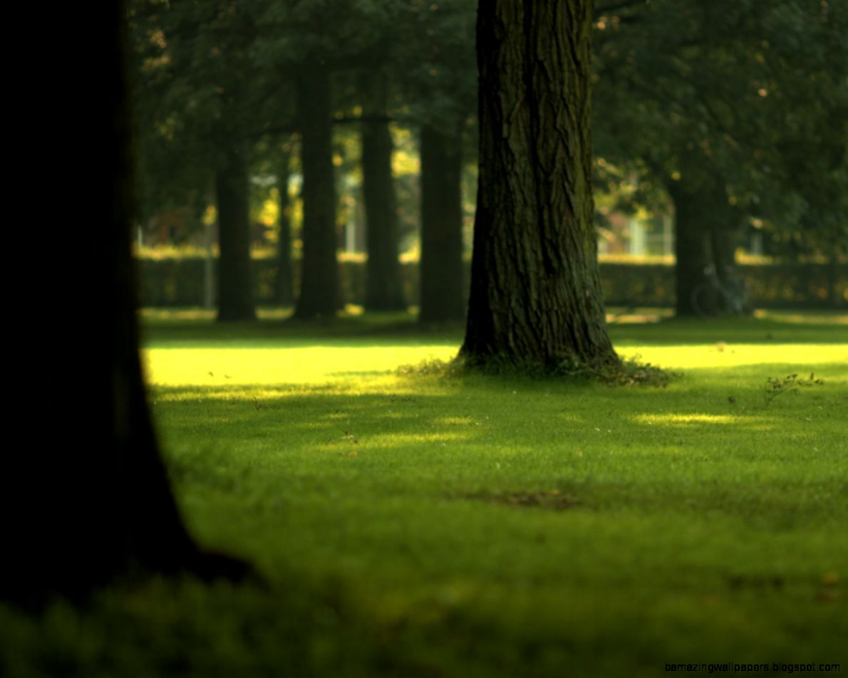 Forest Wallpapers HD HD Wallpapers Pulse Forest Wallpapers HD HD Wallpapers Pulse