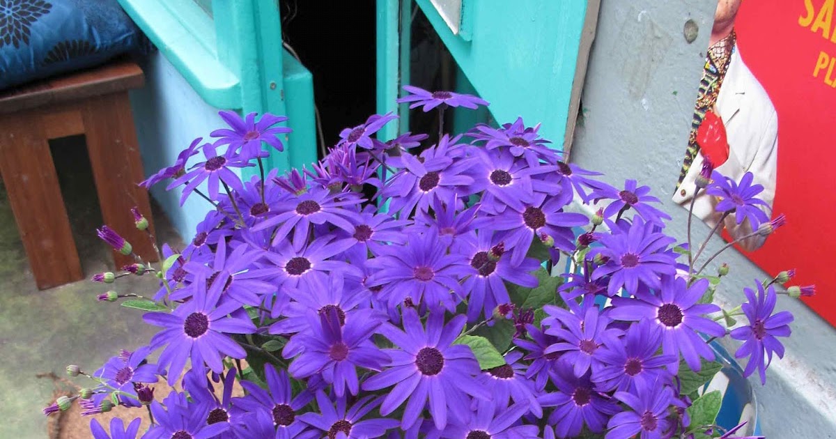 Blogesteix Friday Flowers and Brixton Market