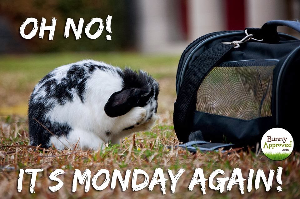 Rabbit Ramblings: Bunny Monday Meme*day (Monday)