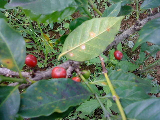 red coffee seed