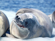Antártida - Foca Cangrejera (Crabeater seal) Lobodon carcinophagus.