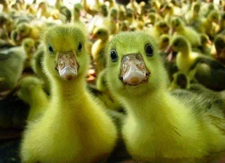 Nature & its beauty Cutest & Funniest Baby Ducks Ever