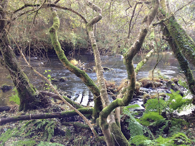By E.V.Pita / River Mandeo (Galicia, Spain) / Autor: E.V.Pita / Río Mandeo (Coirós)