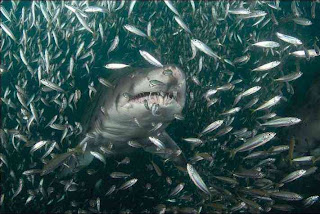 Amazing wildlife undersea