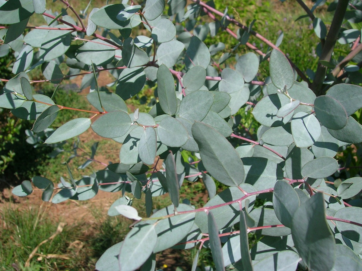 A Little Slice Of Eden January Flowers