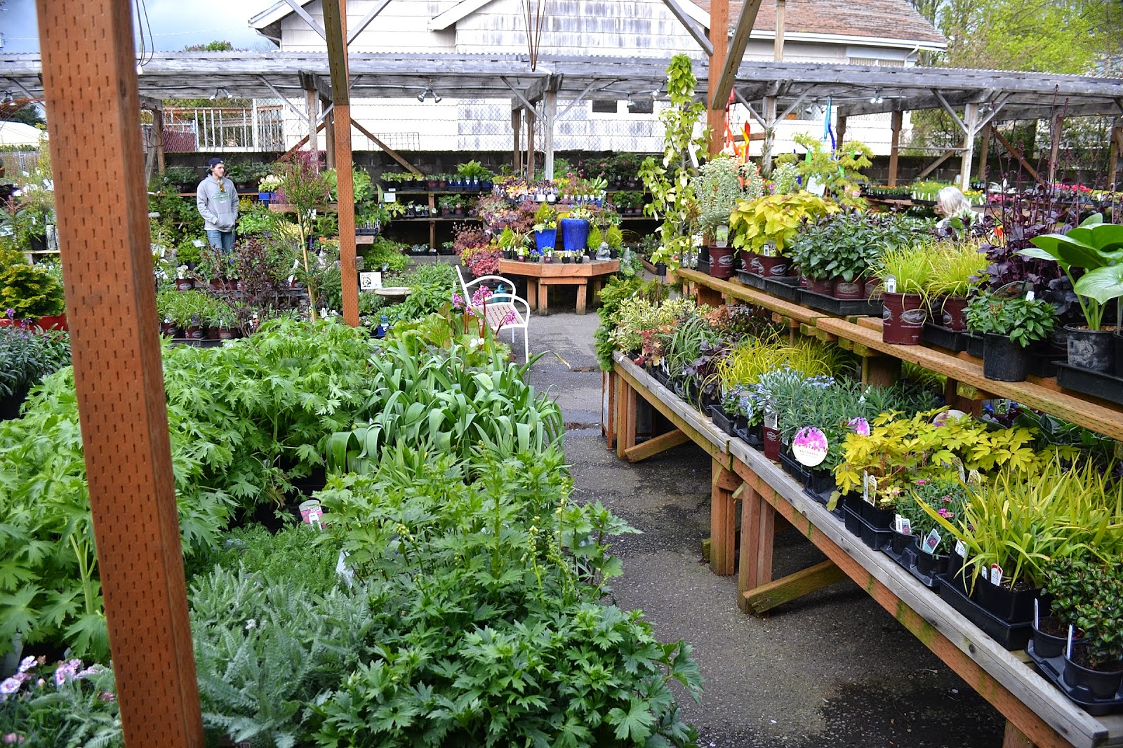 The Outlaw Gardener My First Visit To West Seattle Nursery