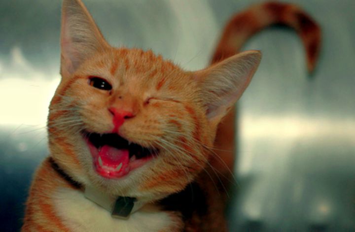 blog śmieszne koty: śmieszne koty