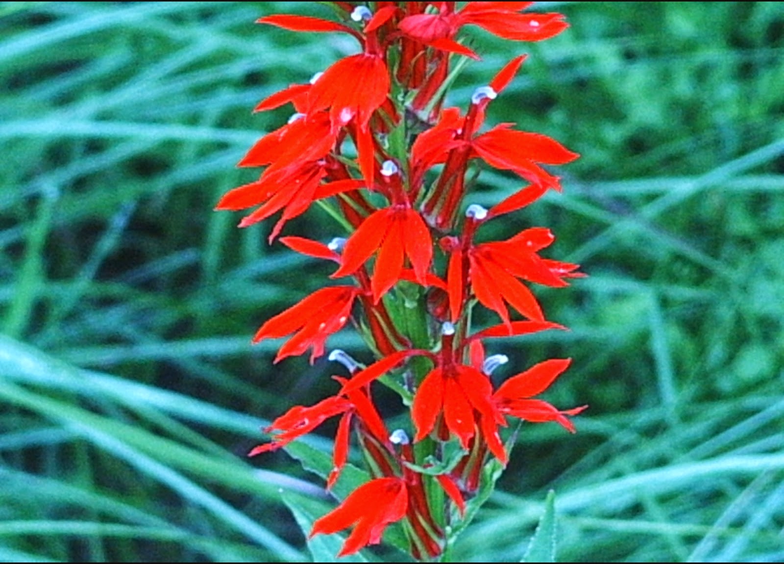 Pinelands Nursery Lobelia cardinalis Cardinal Flower