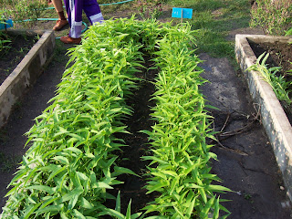 Ipomoea Aquatica Garden Ipomoea Aquatica Garden