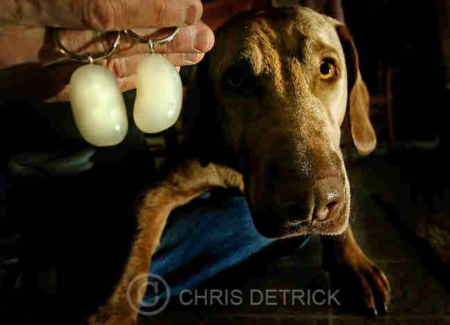 Neuticles for sale image