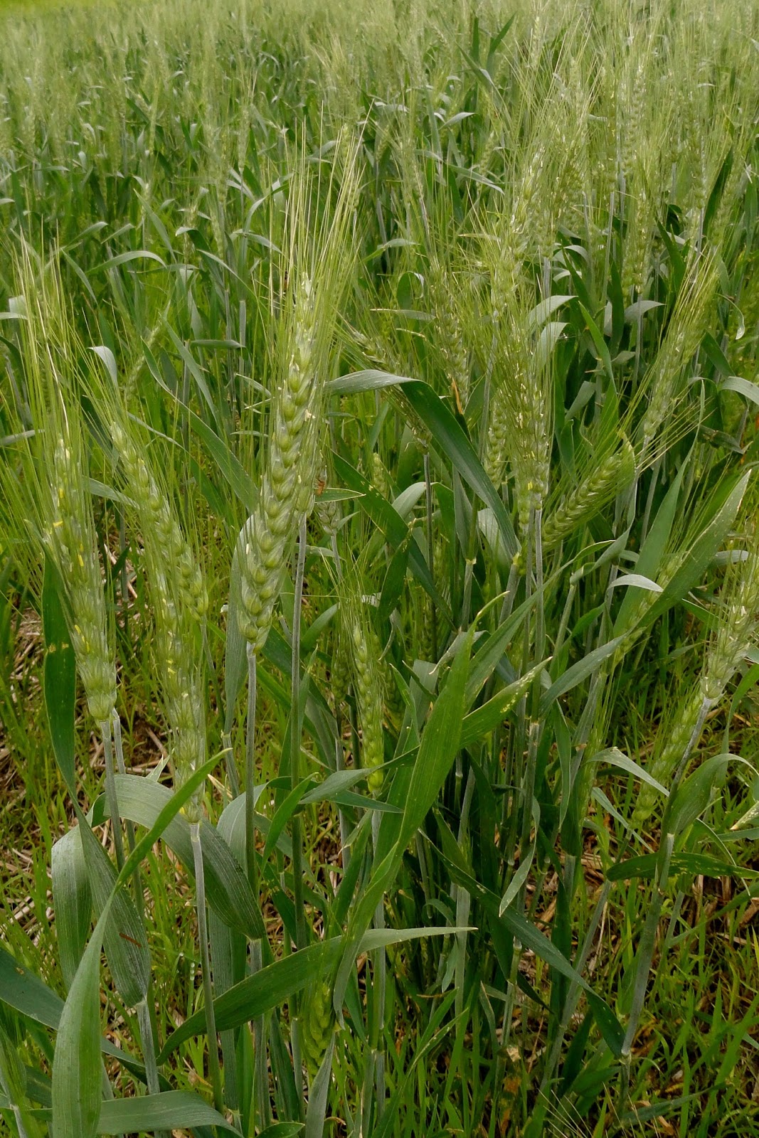 Wheat Flowers Farmer Bloggers