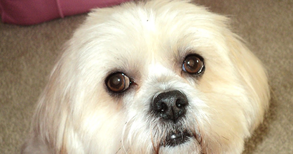 SO THE DOG POOPED ON THE RUG Great Days