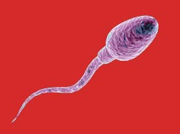 Causes of less sperm