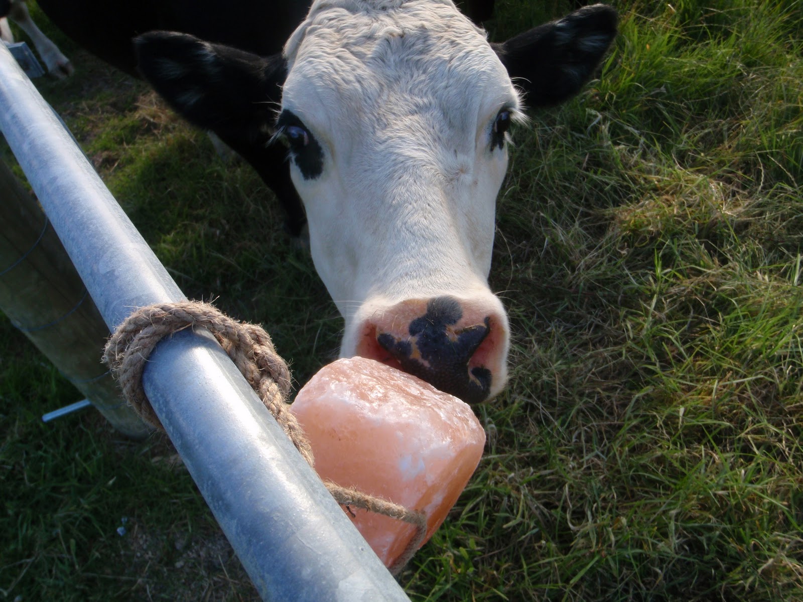 cabbage tree farm Salt lick for the cows