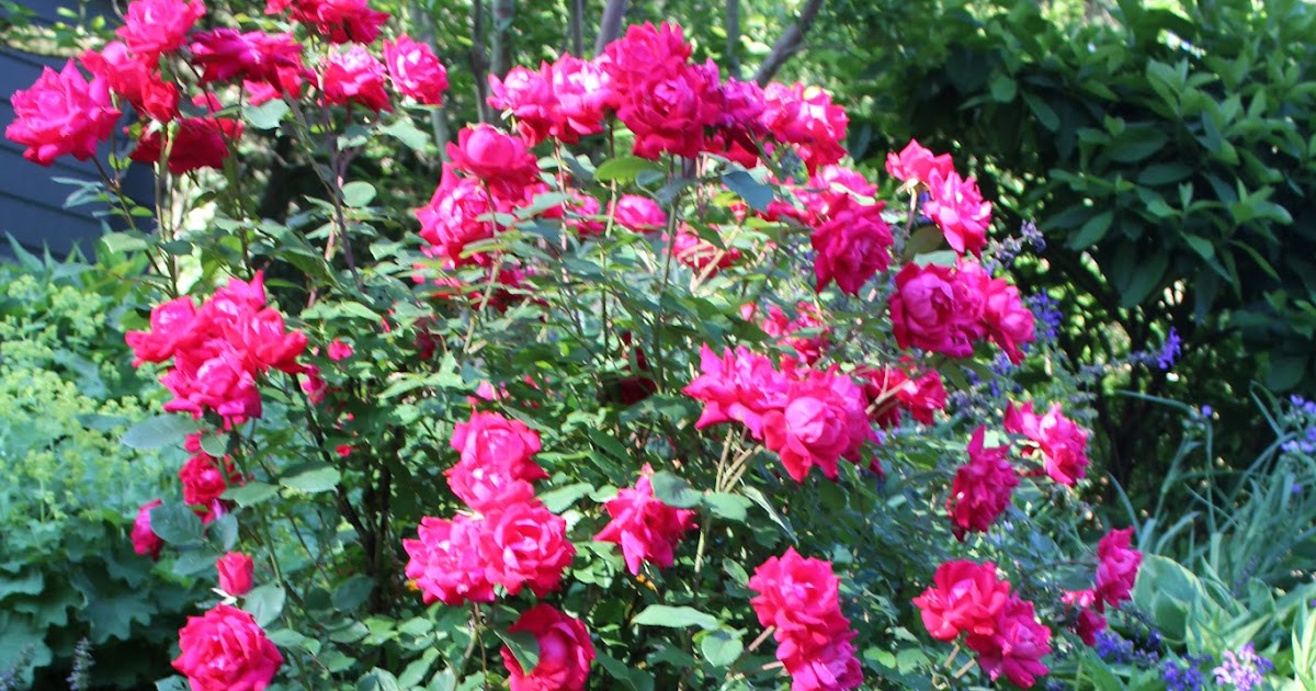 Gardening and Gardens Easy Care Roses