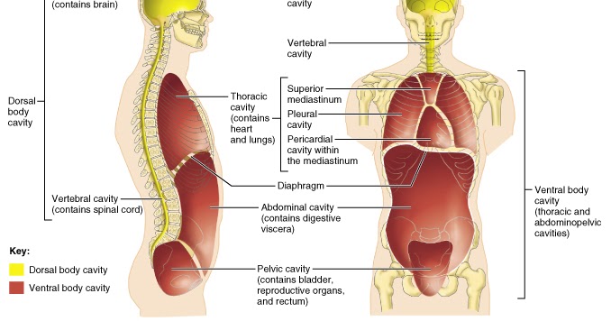Anatomy and Physiology I Coursework: Dorsal/Ventral Body Cavities