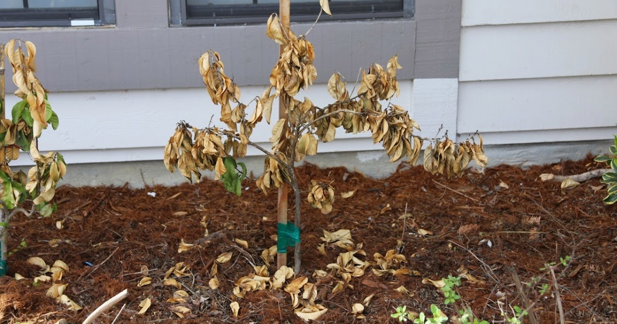 Backyard Citrus (and more) Freeze damage and its consequences