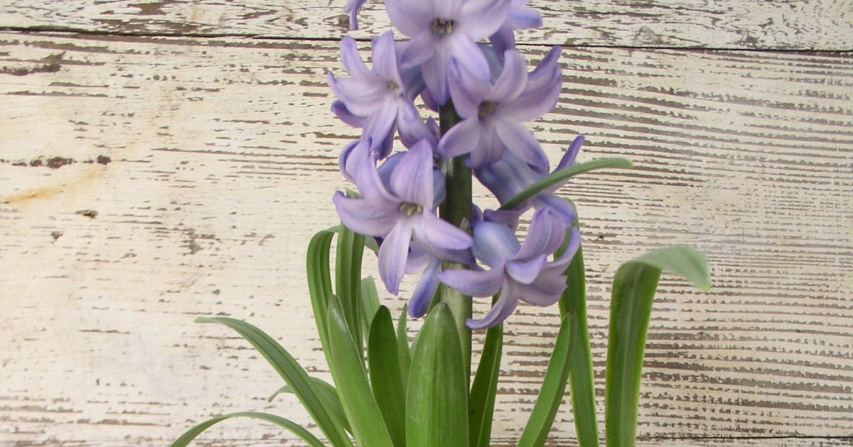 Vintage 541 Potted Hyacinth
