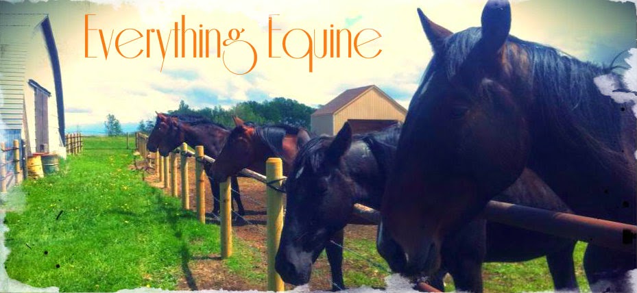 Everything Equine 