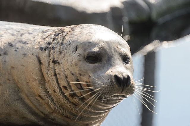Harbor seal at the Seattle Aquarium