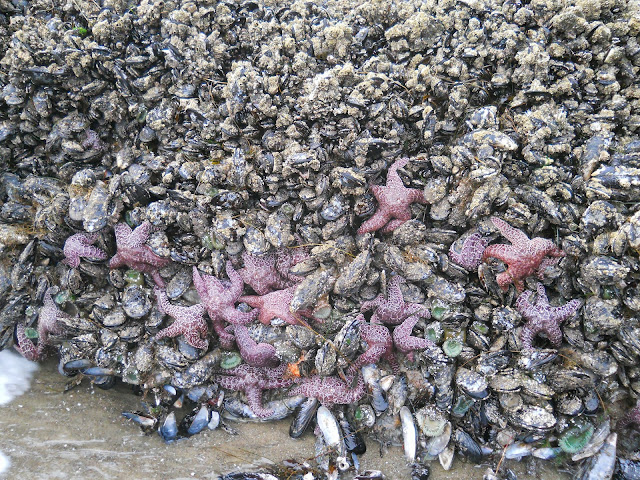 tide pool critters at Pacific City beach