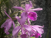 Orquídea 2012