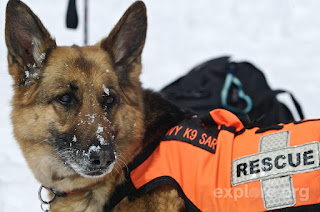 Search Rescue Dog Training Search Rescue Dog Training