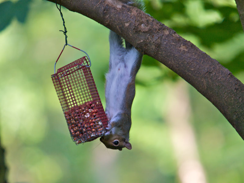 Funny wallpaper backgrounds funny wallpaper backgrounds | Good Days