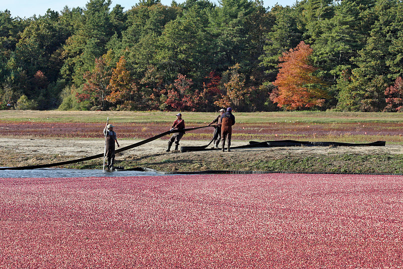 Pix Grove Impressive Cranberries Harvest