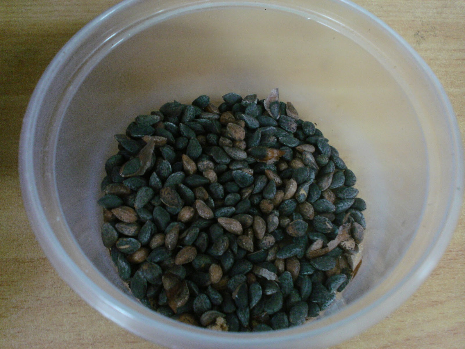 Harvesting Pine Nuts Foraged Food Penniless Parenting