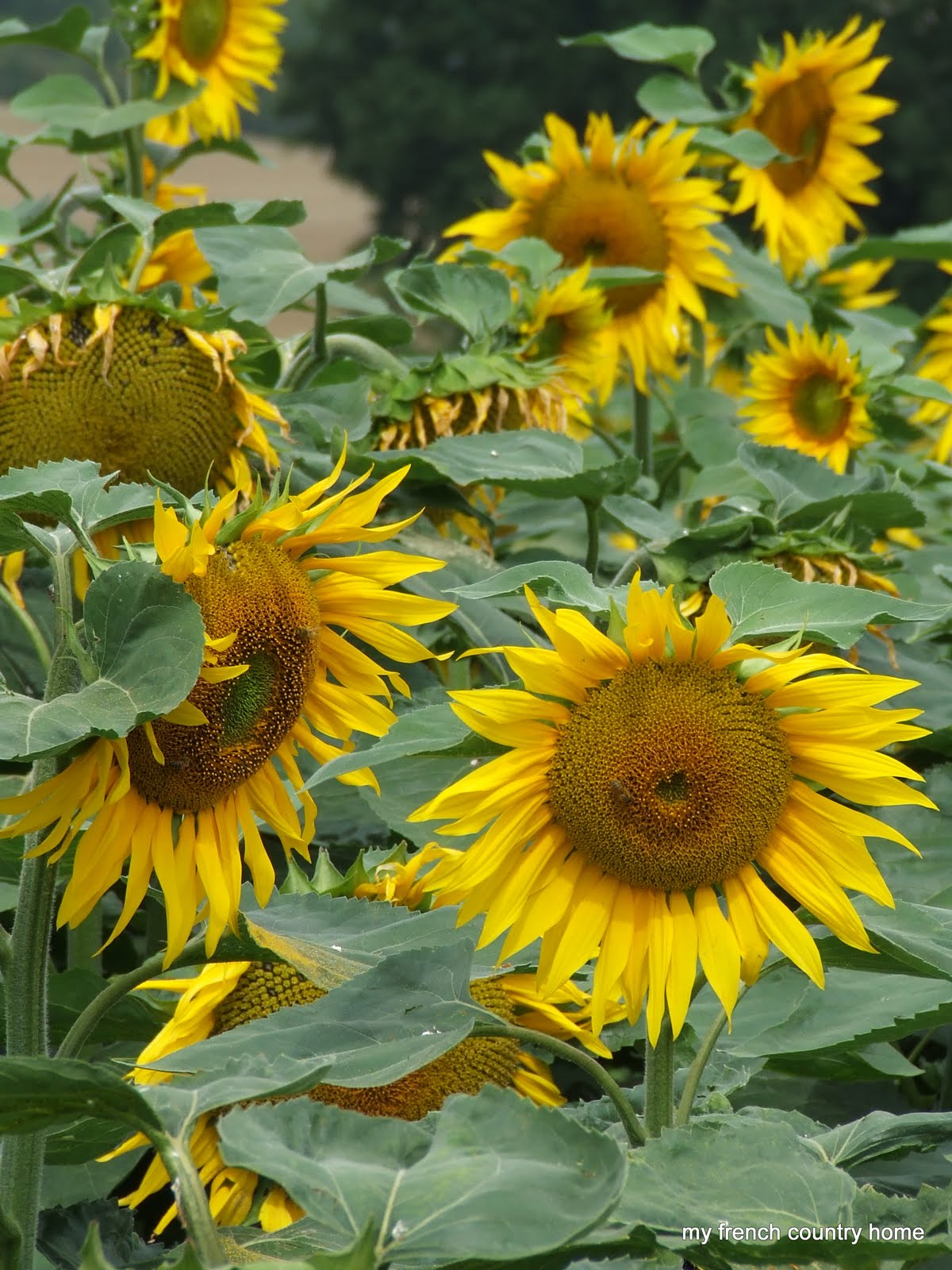 french sunflowers family dream home