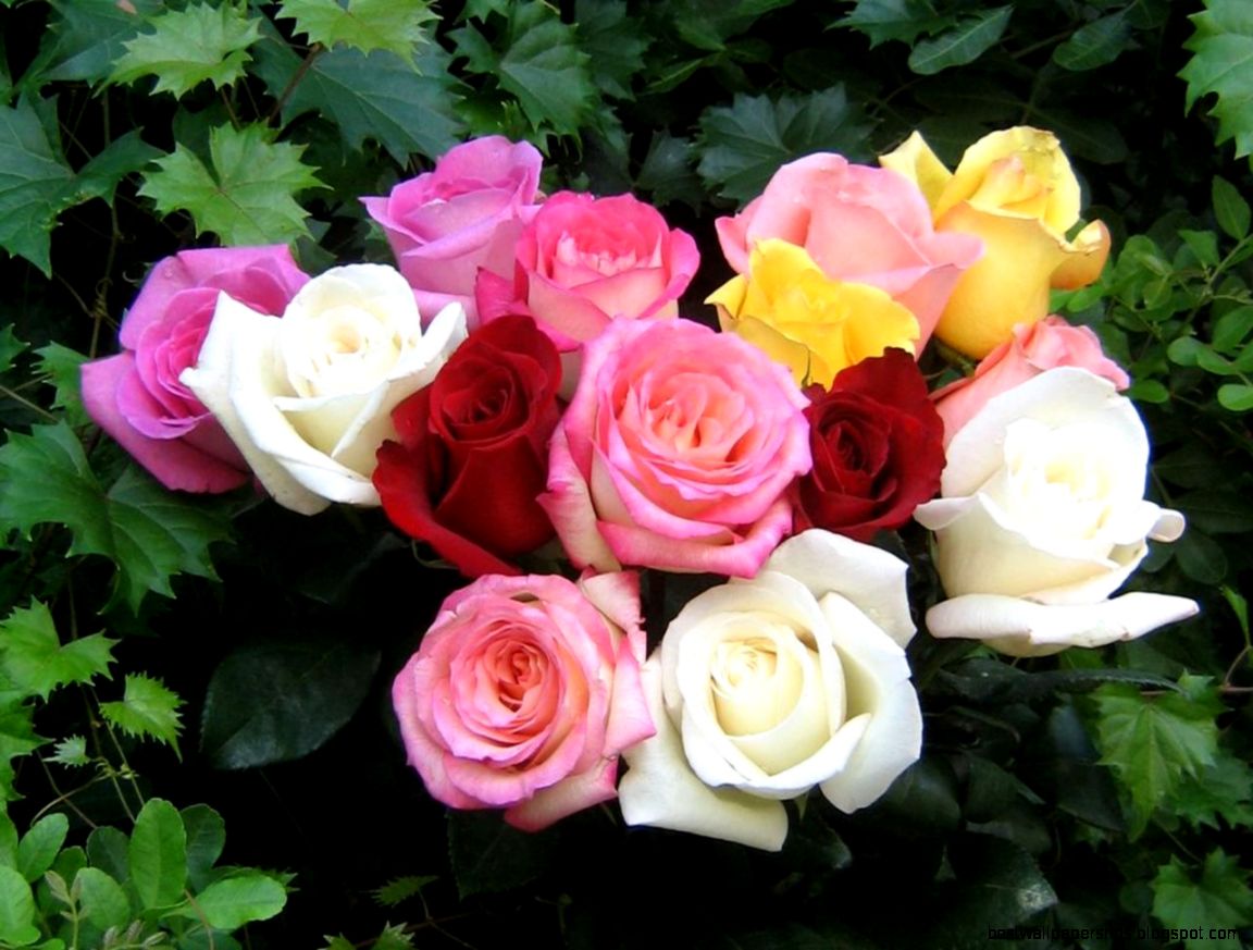 Beautiful Color Roses Wallpaper 18577527 Fanpop Beautiful Color Roses Wallpaper 18577527 Fanpop