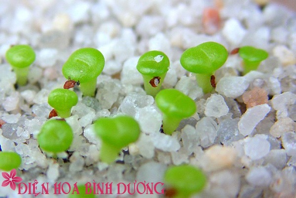 [Image: Tu-tay-trong-hoa-thach-lan-dep-trang-tri...viec-4.jpg]