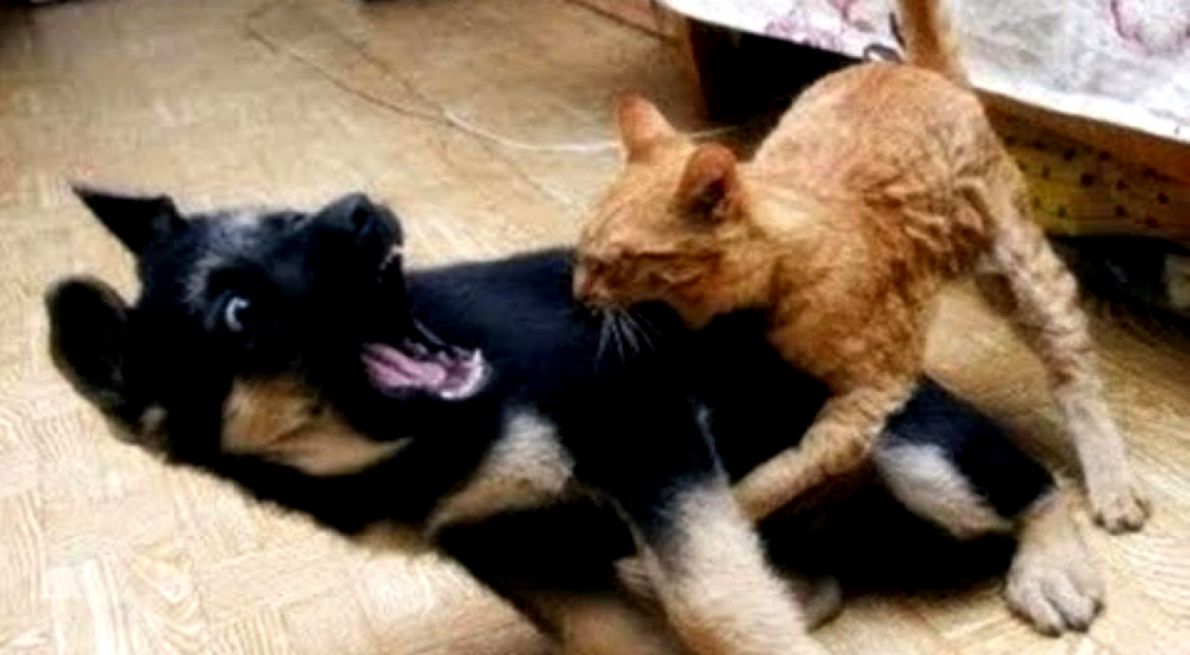FUNNY CATS VS DOGS VIDEOS Video Dailymotion