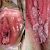 Jual Obat Kutil Kelamin Ampuh Untuk Wanita thumbnail