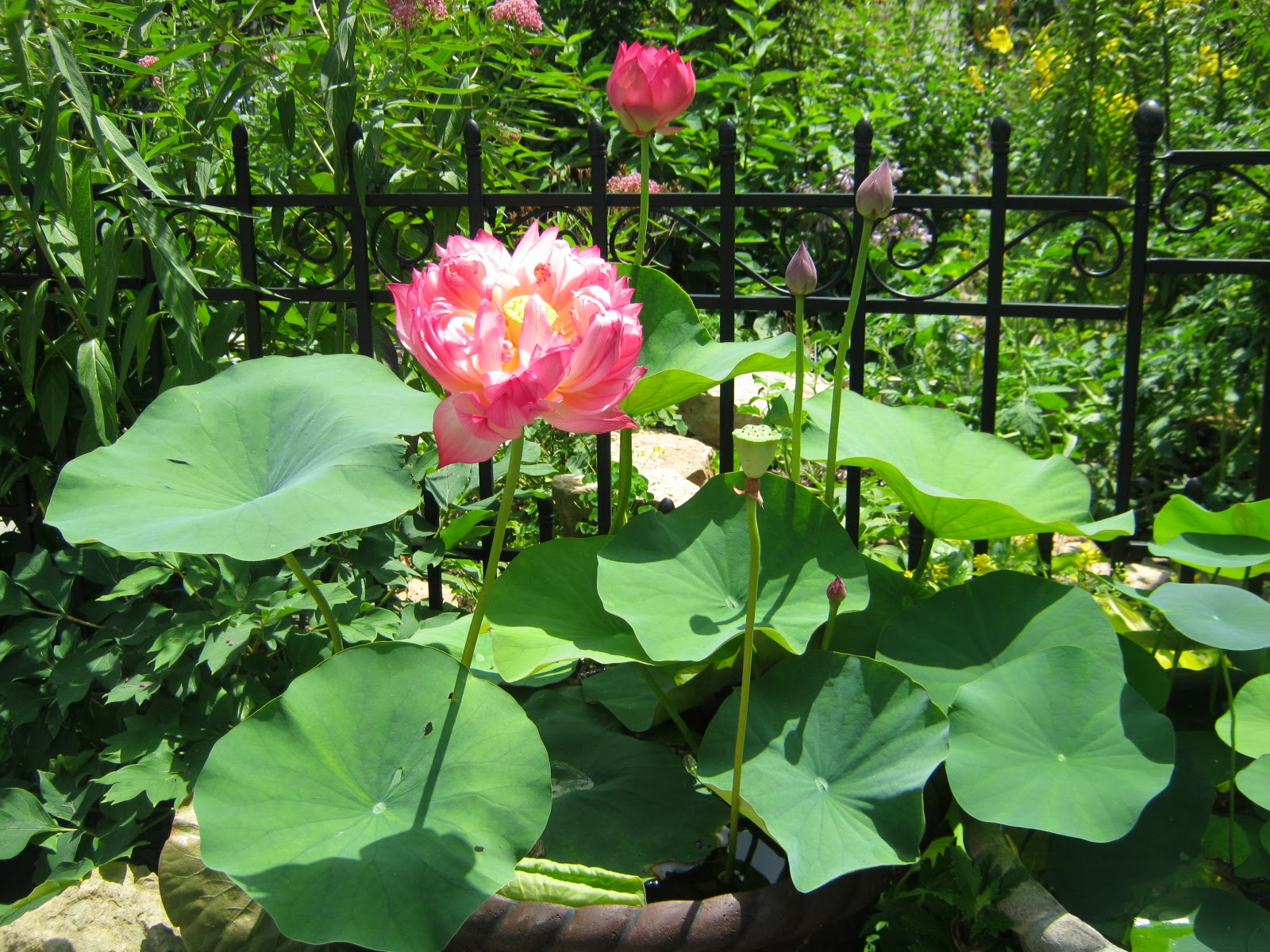 "Senior Red"  lotus