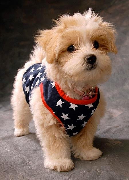 Cute shih tzu puppy