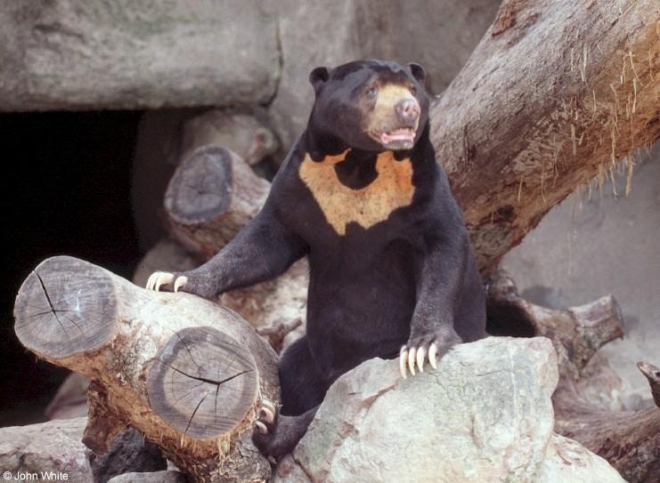 Malayan Sun Bear Endangered Populations in Habitats ~ planetanimalzone