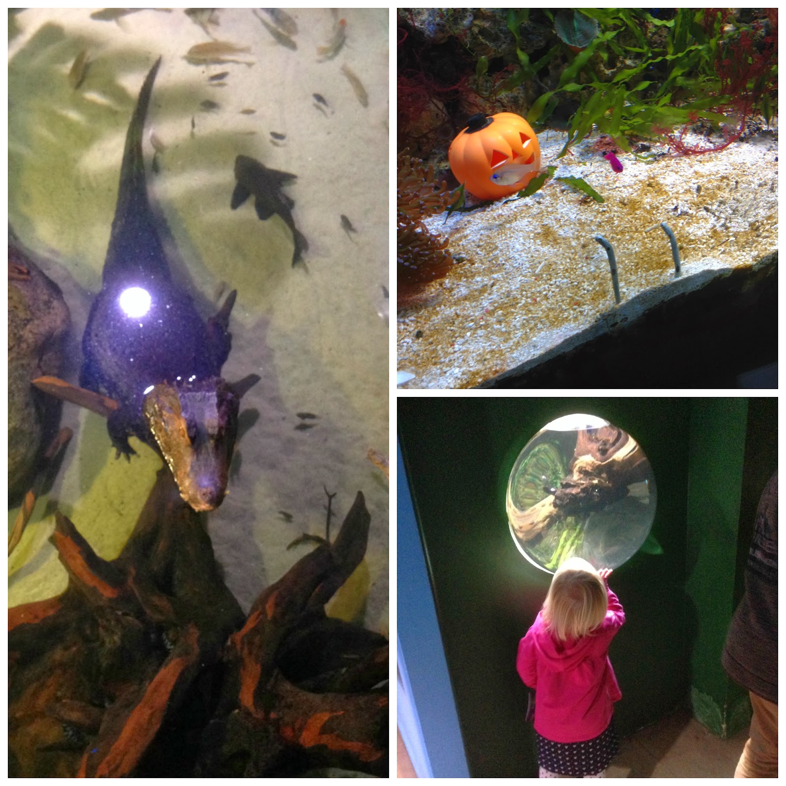 Blue Reef Aquarium Newquay ChelseaMamma