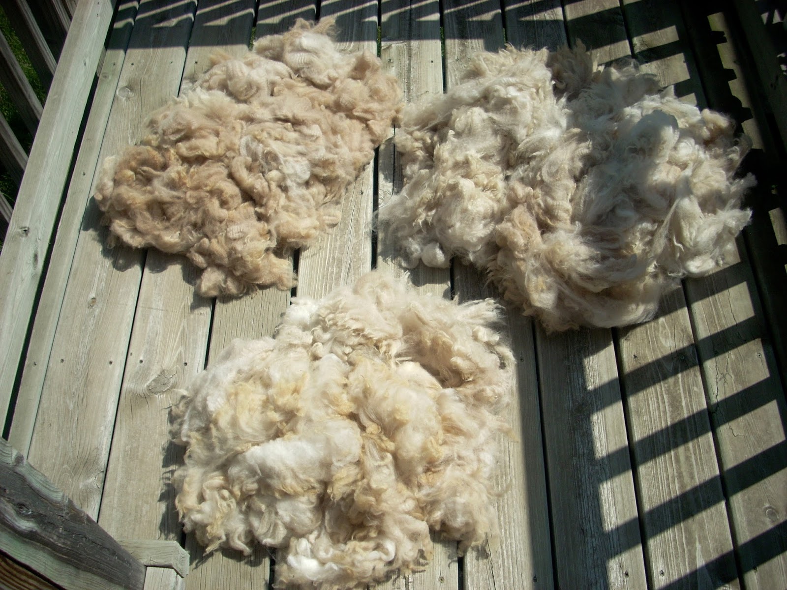 Knitting With a "Y" The Accounts of a Male Knitter Washing Alpaca Fleece