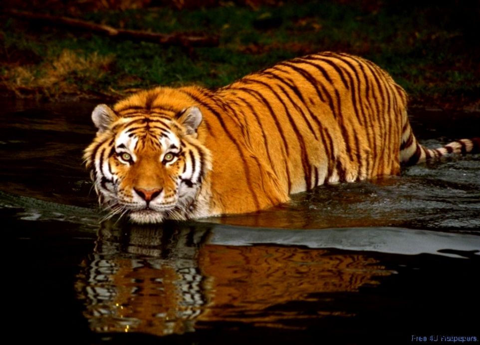 Wild Animals Tiger Wild Animals Tiger