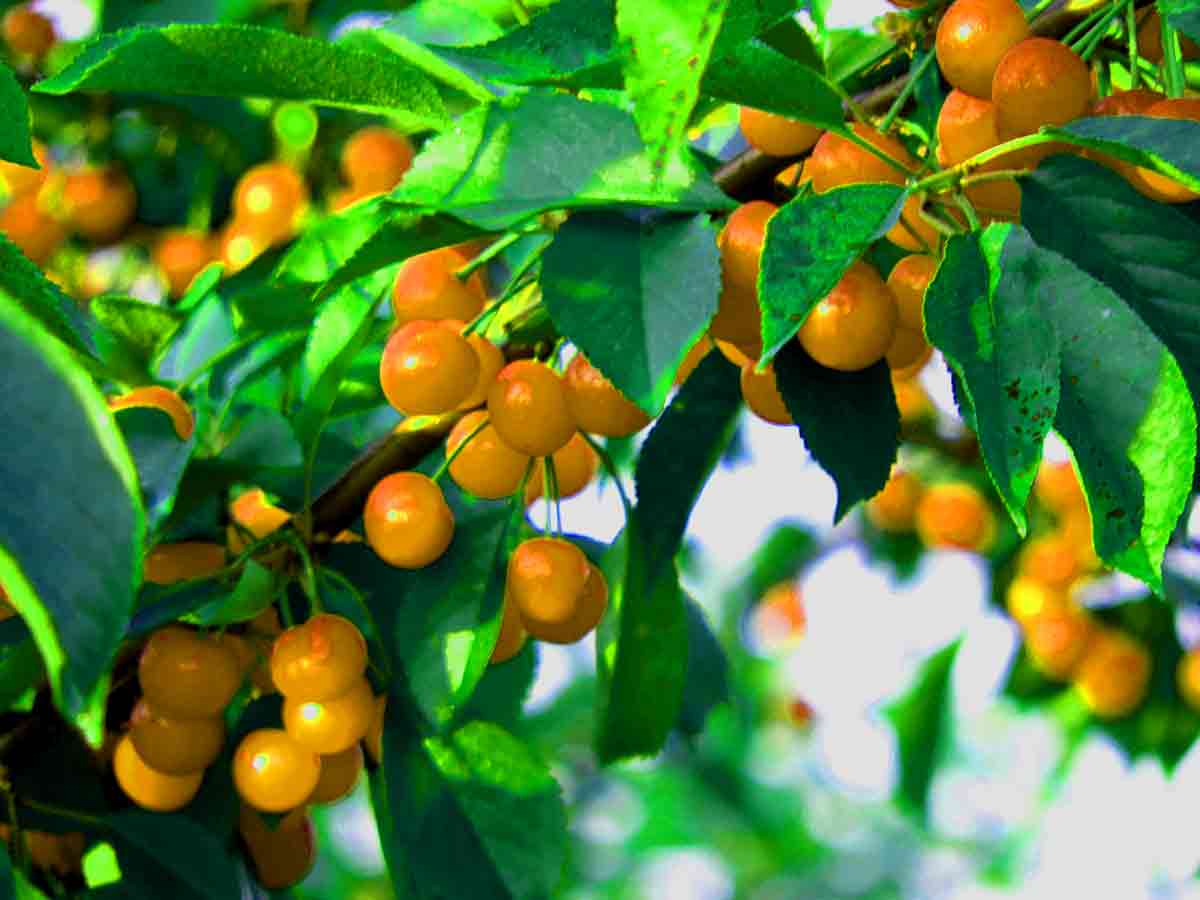 Fruits & Vegetables Benefits health benefits of eating cherries