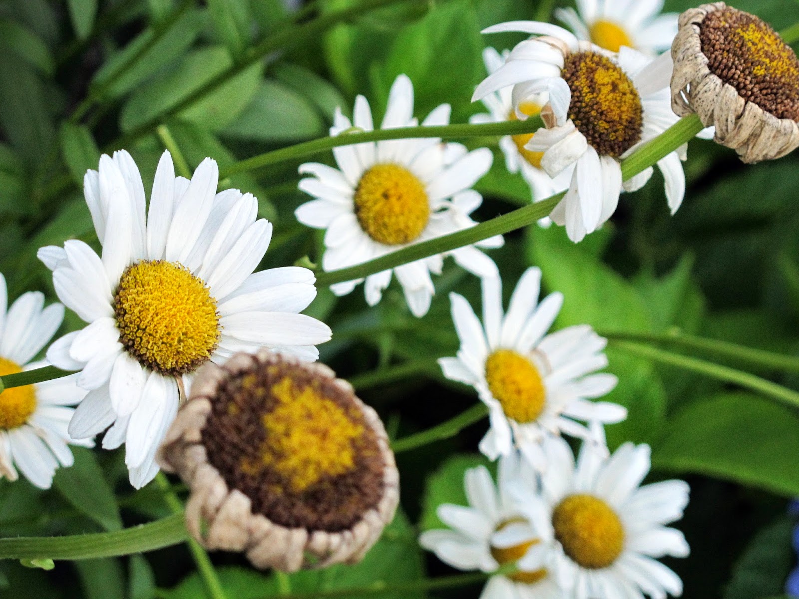 Garden Moments July 2014