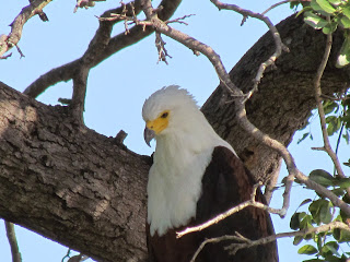 We zitten temidden van het Krugerpark wildlife. Vanaf de ontbijttafel in ons huis krijgen we een visarend in het oog.